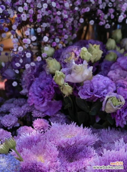 紫色桔梗花代表什么?花语和寓意有哪些常见问题解答?