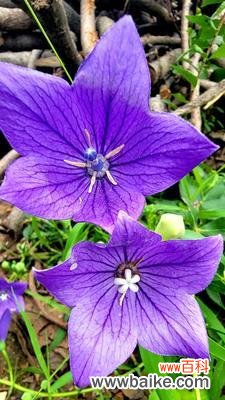 紫色桔梗花代表什么?花语和寓意有哪些常见问题解答?