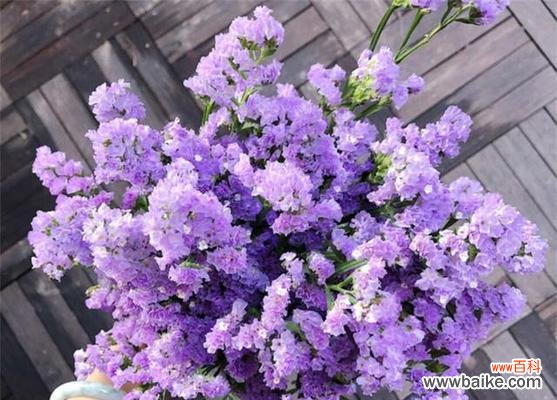 紫色康乃馨代表什么?花语和寓意有哪些常见问题解答?