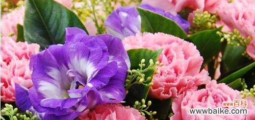 紫色康乃馨代表什么?花语和寓意有哪些常见问题解答?