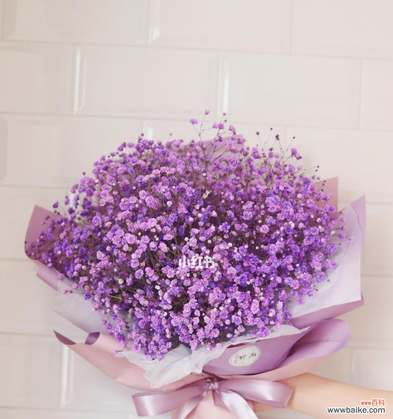 紫色满天星代表什么含义？花语解读与送花建议？