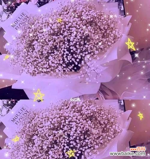 紫色满天星代表什么含义？花语解读与送花建议？