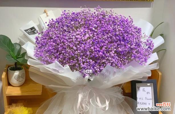 紫色满天星花语是什么?如何正确解读紫色满天星的含义?