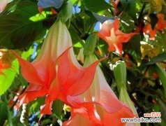 紫色曼陀罗花的花语是什么？如何正确理解其象征意义？