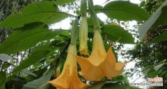 紫色曼陀罗花语是什么？紫色曼陀罗花代表什么含义？