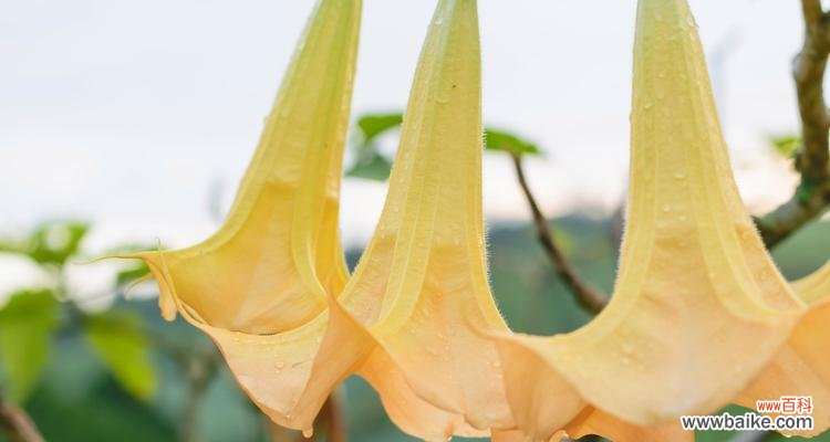 紫色曼陀罗花语是什么?紫色曼陀罗花代表什么含义?