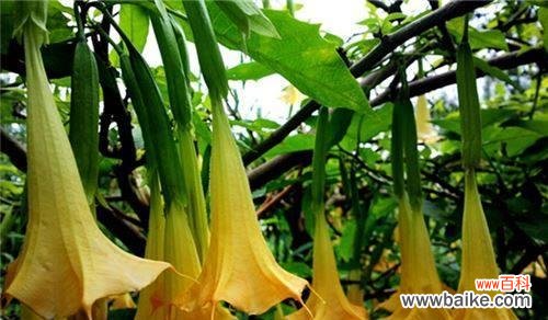 紫色曼陀罗花语是什么?紫色曼陀罗花代表什么含义?