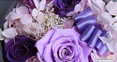 紫色玫瑰代表什么含义？花语有哪些特别之处？