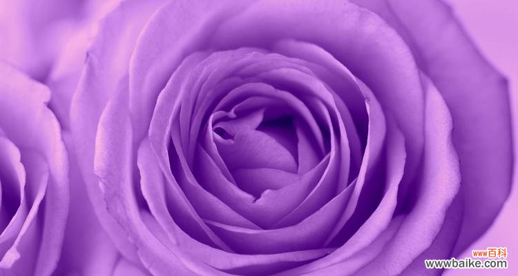 紫色玫瑰代表什么意思?紫色玫瑰的花语有哪些含义?