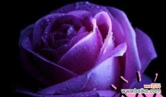 紫色玫瑰代表什么意思？紫色玫瑰的花语有哪些含义？