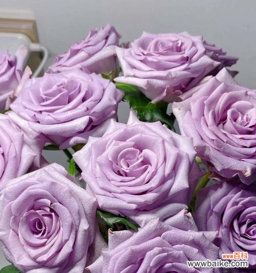 紫色玫瑰代表什么意思?紫色玫瑰的花语有哪些含义?