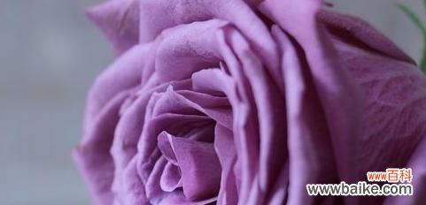 紫色玫瑰代表什么意思?紫色玫瑰的花语和象征意义是什么?