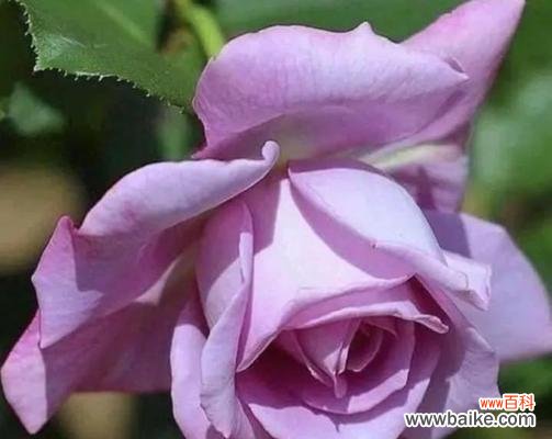 紫色玫瑰代表什么含义?紫色玫瑰的象征意义有哪些?