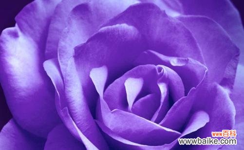 紫色玫瑰代表什么含义?紫色玫瑰的象征意义有哪些?