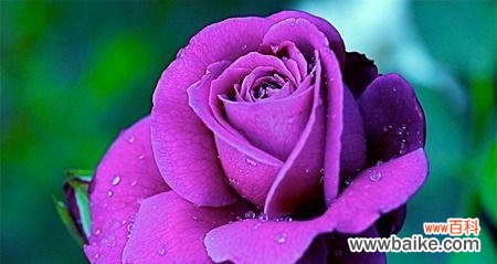 紫色玫瑰代表什么含义?紫色玫瑰的寓意是什么?