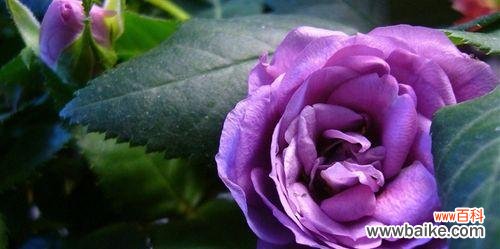 紫色玫瑰代表什么含义?紫色玫瑰的花语有哪些?
