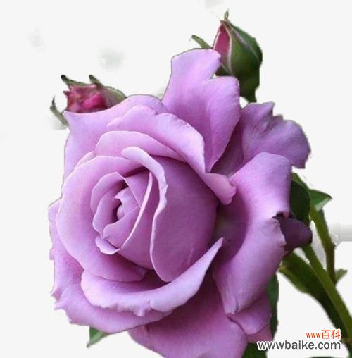 紫色玫瑰代表什么含义?紫色玫瑰的花语有哪些?