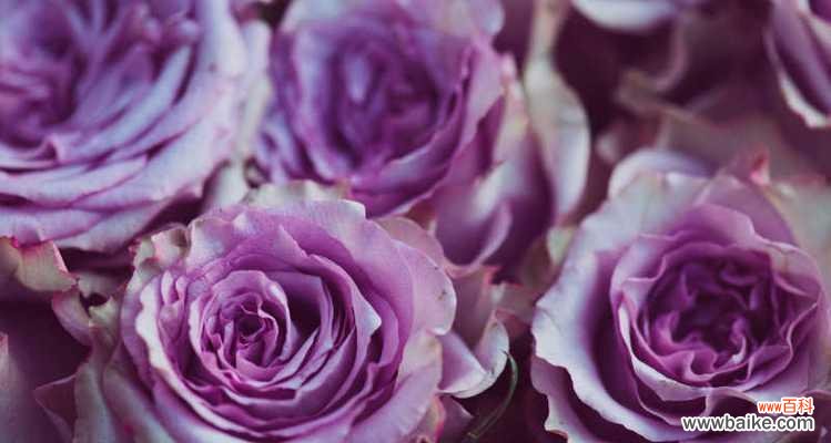 紫色玫瑰花代表什么意思？紫色玫瑰花的花语有哪些含义？