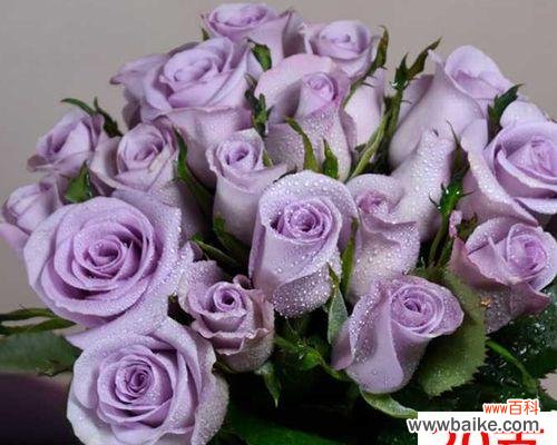 紫色玫瑰花代表什么？紫色玫瑰花的深层含义是什么？