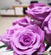 紫色玫瑰花代表什么？紫色玫瑰花的深层含义是什么？