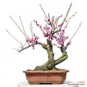 怎样使幼梅花树盆景显得苍老