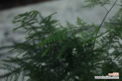 文竹盆景的制作方法