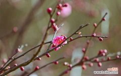 梅花盆景的修剪与绑扎技巧