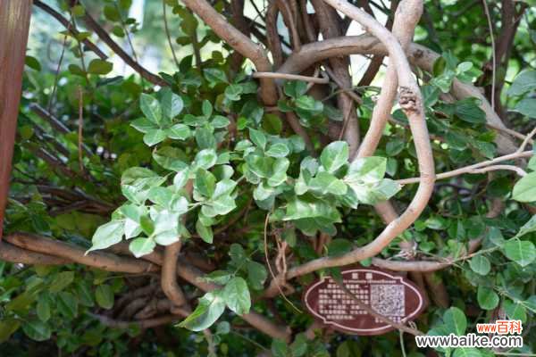 怎么制作紫藤盆景