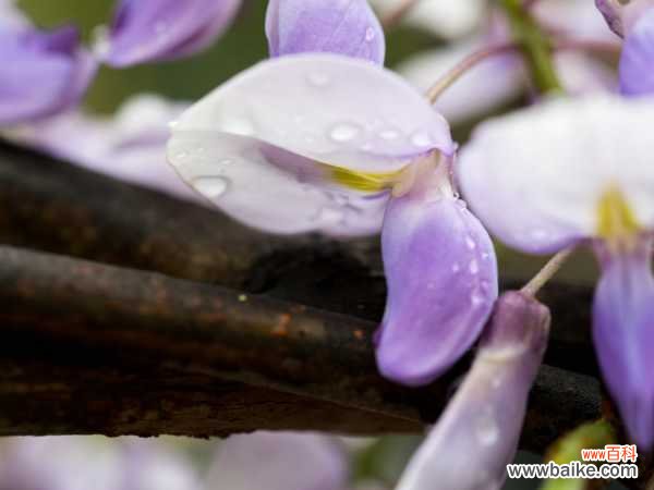 怎么制作紫藤盆景