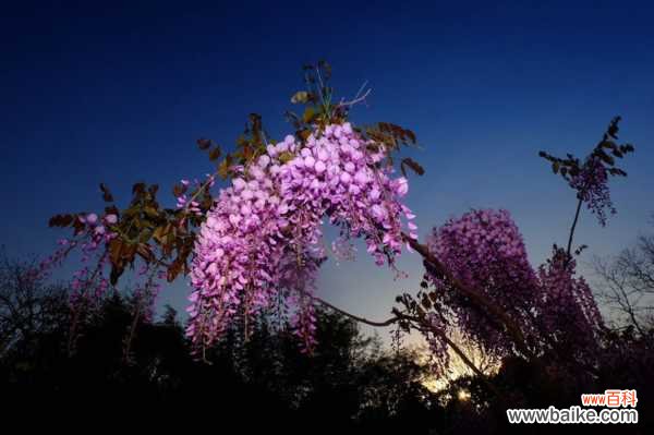 怎么制作紫藤盆景