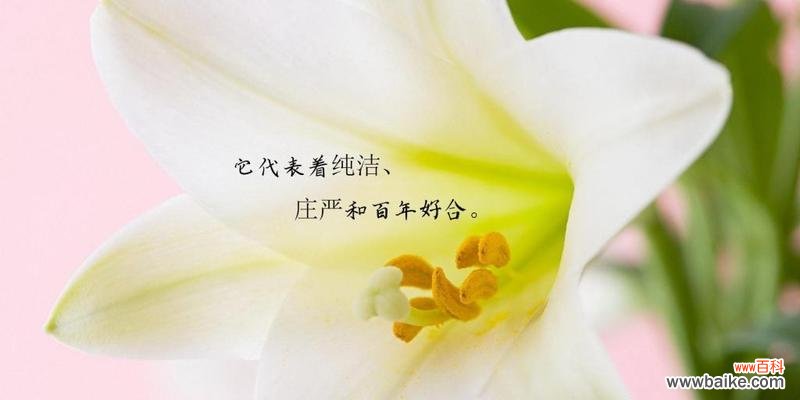 探寻白百合花所代表的8种意义 白百合花的花语与含义