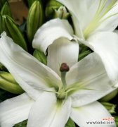 探寻白百合花所代表的8种意义 白百合花的花语与含义