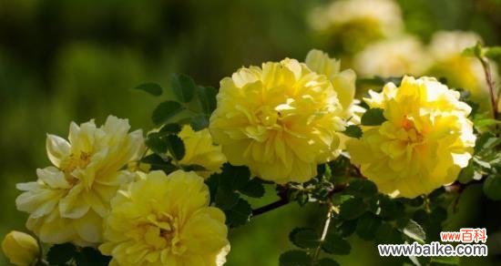 解读蔷薇所代表的情感和意义 蔷薇花语的丰富内涵