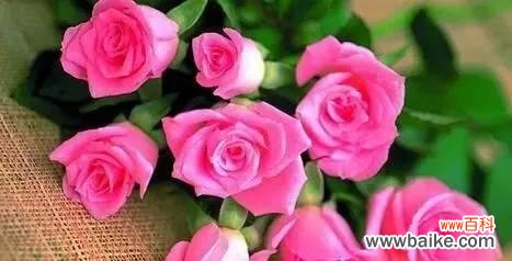 探索玫瑰花的内涵和象征 玫瑰花的寓意与花语