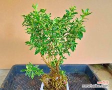 金边雨季旅游必备，让你在炎热的夏天感受不一样的清新和浪漫 金边六月雪花语，一场绚烂的