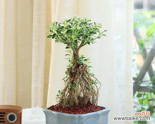 金边雨季旅游必备,让你在炎热的夏天感受不一样的清新和浪漫 金边六月雪花语,一场绚烂的盛夏盛宴