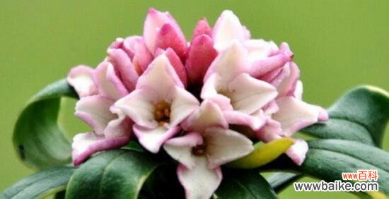 解读瑞香花语,了解情感的真谛 瑞香花语的含义