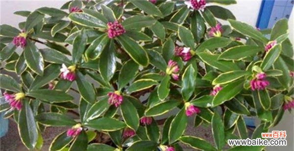 解读瑞香花语,了解情感的真谛 瑞香花语的含义