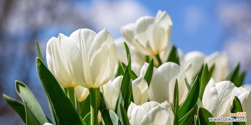 探秘郁金香的各种寓意与象征 郁金香的花语与代表意义