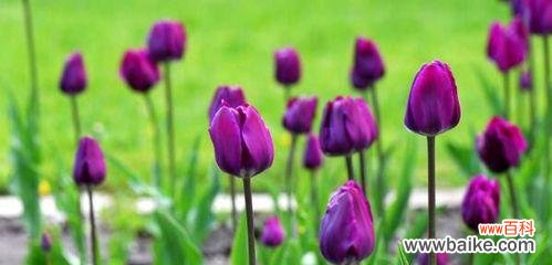 探秘郁金香的各种寓意与象征 郁金香的花语与代表意义