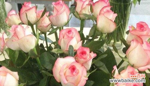 花开花落,岁月静好 白月季花语