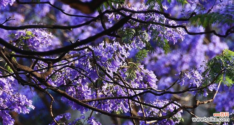 探寻蓝楹树花语的深层意义与生命启示 蓝楹树花语的深刻内涵