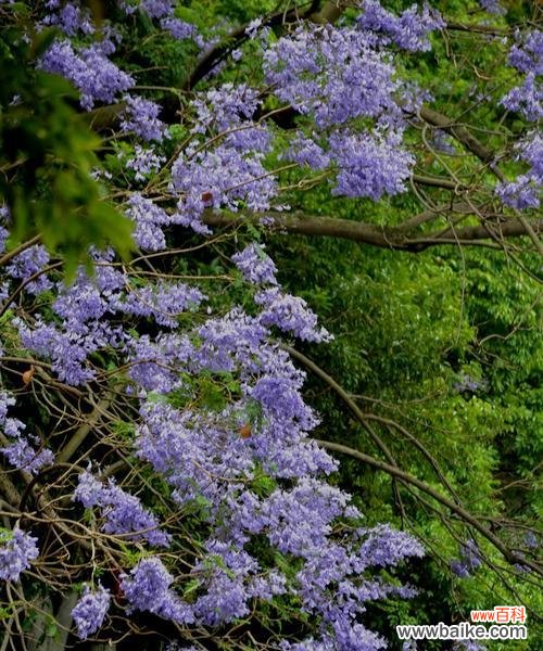 探寻蓝楹树花语的深层意义与生命启示 蓝楹树花语的深刻内涵