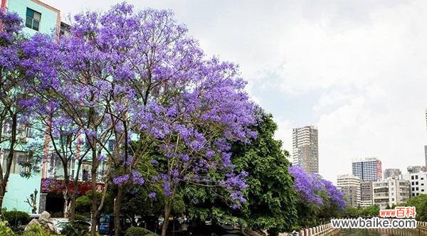 探寻蓝楹树花语的深层意义与生命启示 蓝楹树花语的深刻内涵