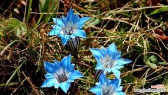 了解龙胆花的8个花语，品读自然之美 龙胆花的花语与含义