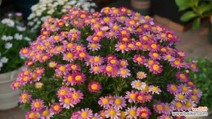 揭示玛格丽特花语的内涵及用途 探究玛格丽特花语的含义