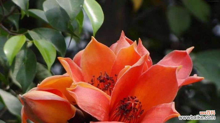 揭秘木棉花的花语及寓意 木棉花——热情欢愉之花