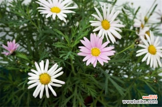 玛格丽特花几月开花，冬季12月份开花