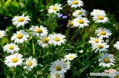 玛格丽特花能地栽吗，可以地栽有利于植株生长