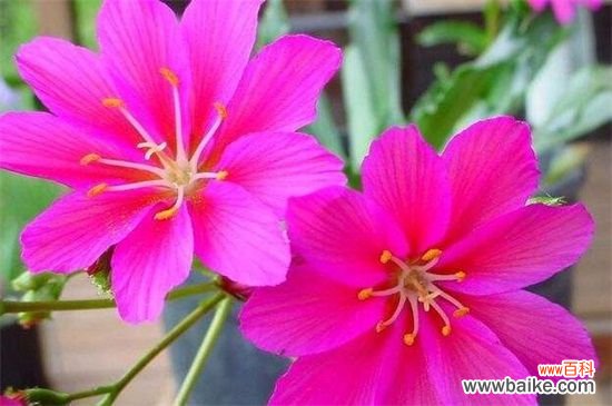 露薇花怎么繁殖？露薇花的繁殖方法和注意事项